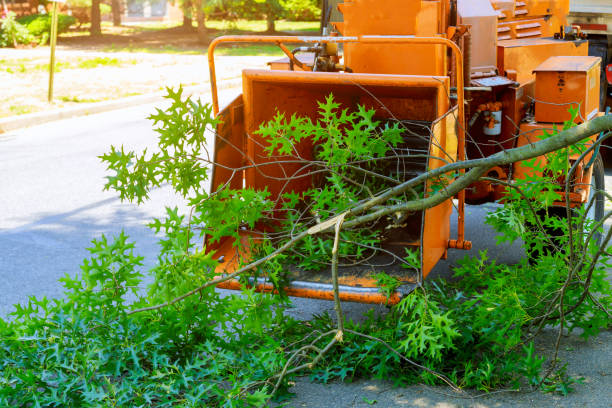 Tree Health Inspection in Hazleton, PA